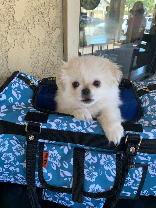 Duffel - Pet Carrier