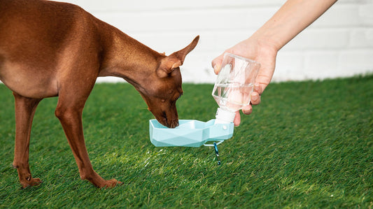 Durable Water Bottle