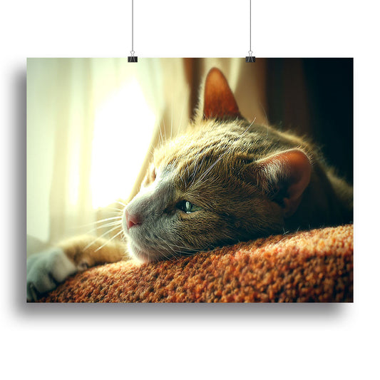Sad Red Cat Portrait - Canvas Print