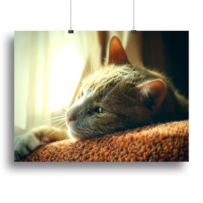 Sad Red Cat Portrait - Canvas Print